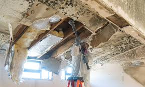 Mold Remediation for Rental Properties in Fort Davis, TX